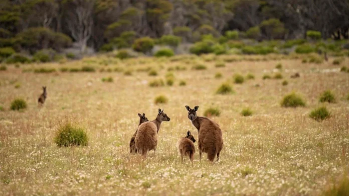 australia-kangaroo-island-wildlife 남호주 캥거루 아일랜드의 초원에 모여 있는 캥거루들