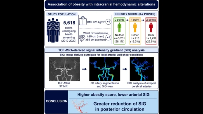obesity-cerebral-artery-sig-study-graphic 성인 5618명의 비만 점수와 뇌동맥 SIG 연관성을 설명하는 연구 그래픽 요약